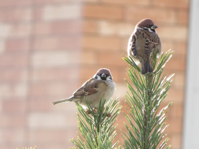 これこそスズメ