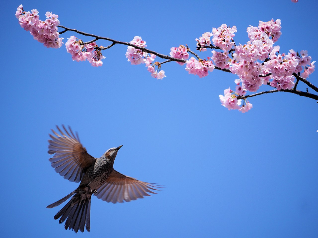 桜に向かって