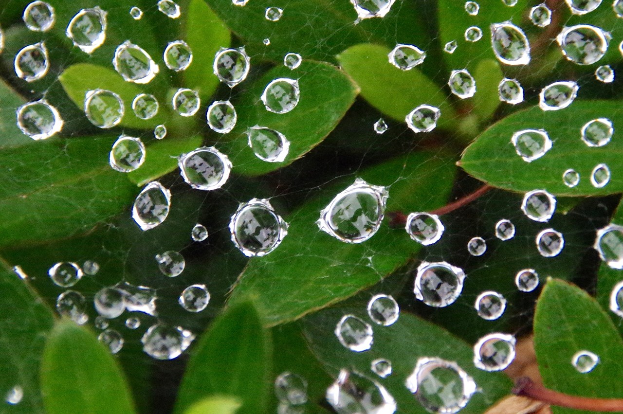 雨つぶの宝石