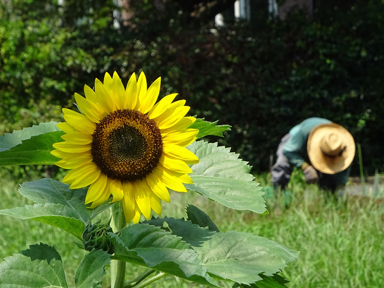 夏の日に