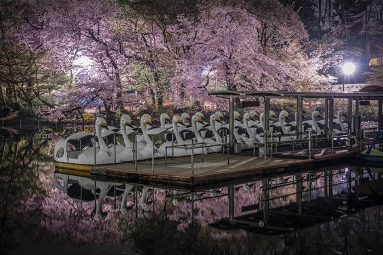 静寂の井の頭公園