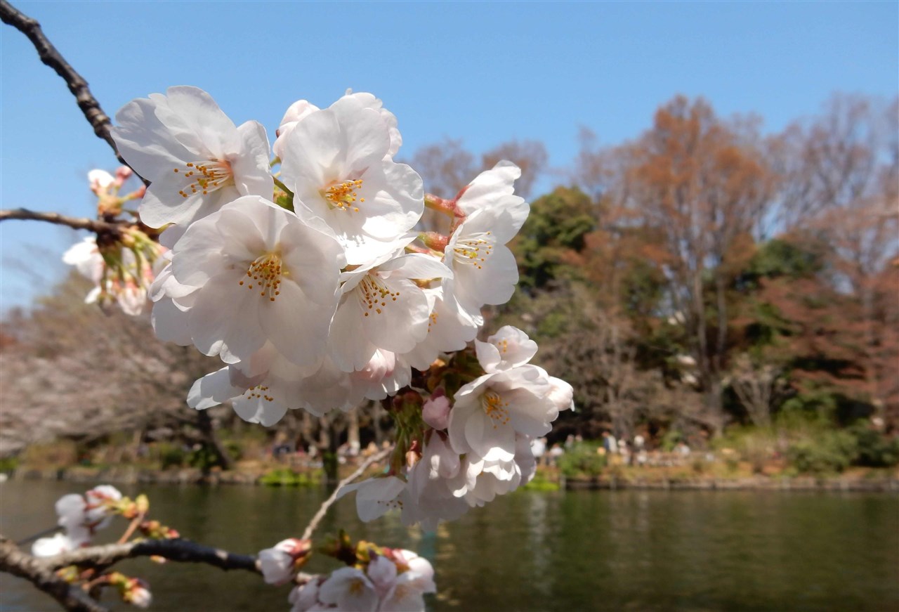 今桜咲きぬ