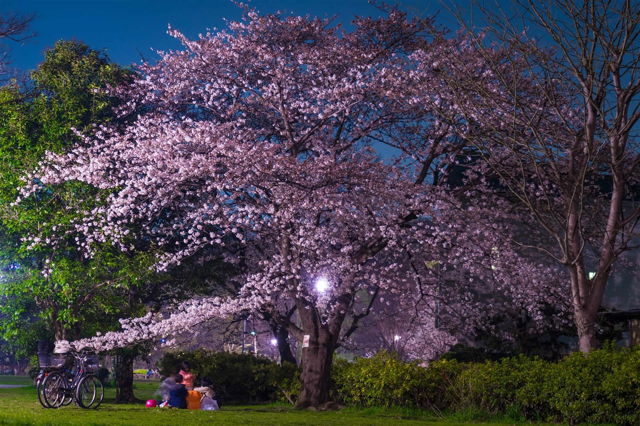 夜桜見物