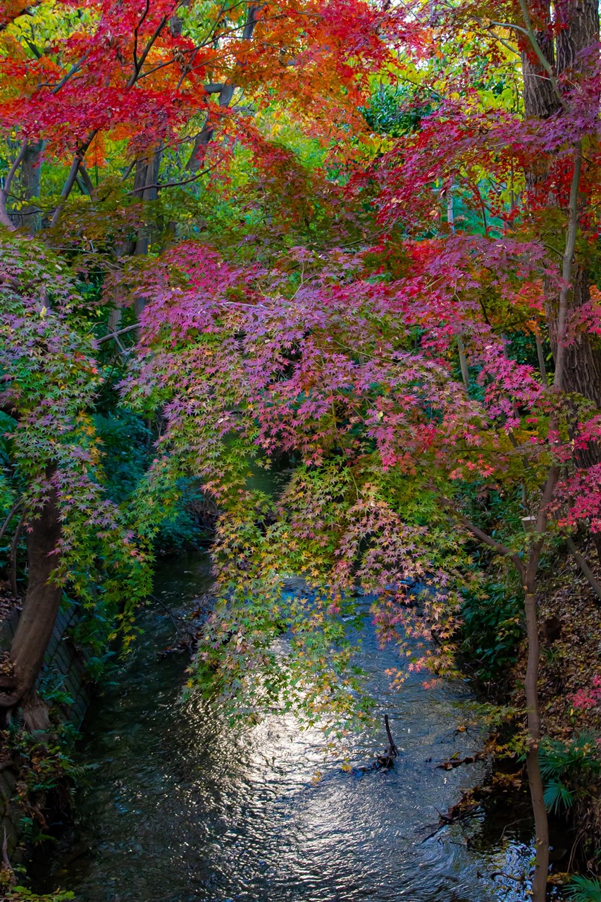玉川上水と紅葉