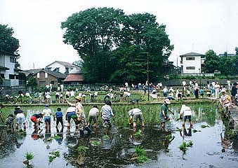 第3回 サービス判部門 佳作 街の中の田植