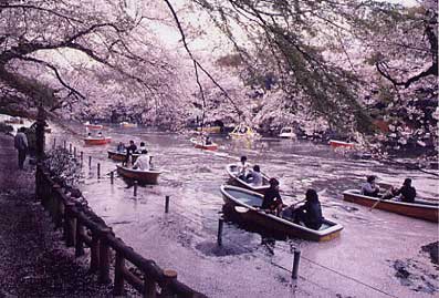 第6回 大判部門 佳作 春の井の頭公園