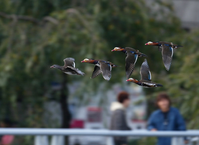 第9回 デジタル部門 銅賞 オシドリ翔ぶ公園