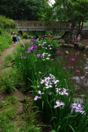 第17回 - 審査員特別賞 菖蒲咲く頃