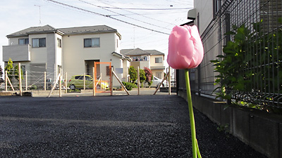 第20回 高校生以下部門 金賞 道路用地のチューリップ