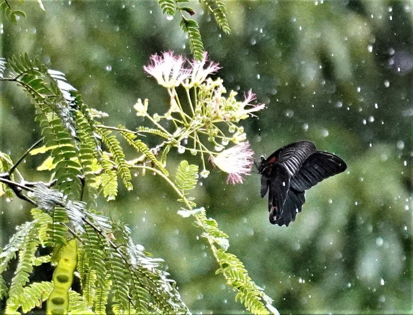 ナイスショットで賞合歓の木の蜜を吸う、ナガサキアゲハ