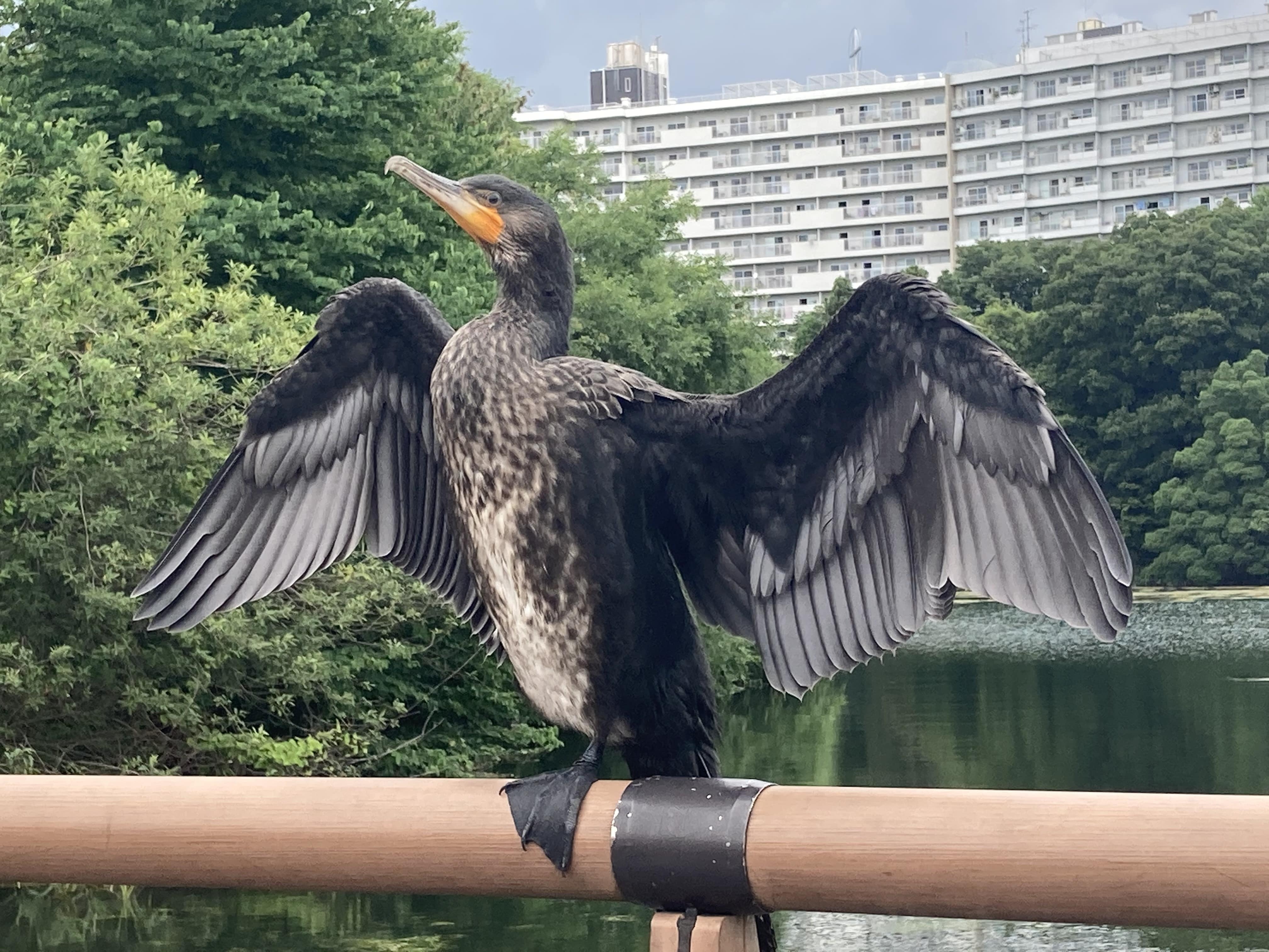 未来の写真家賞羽自慢