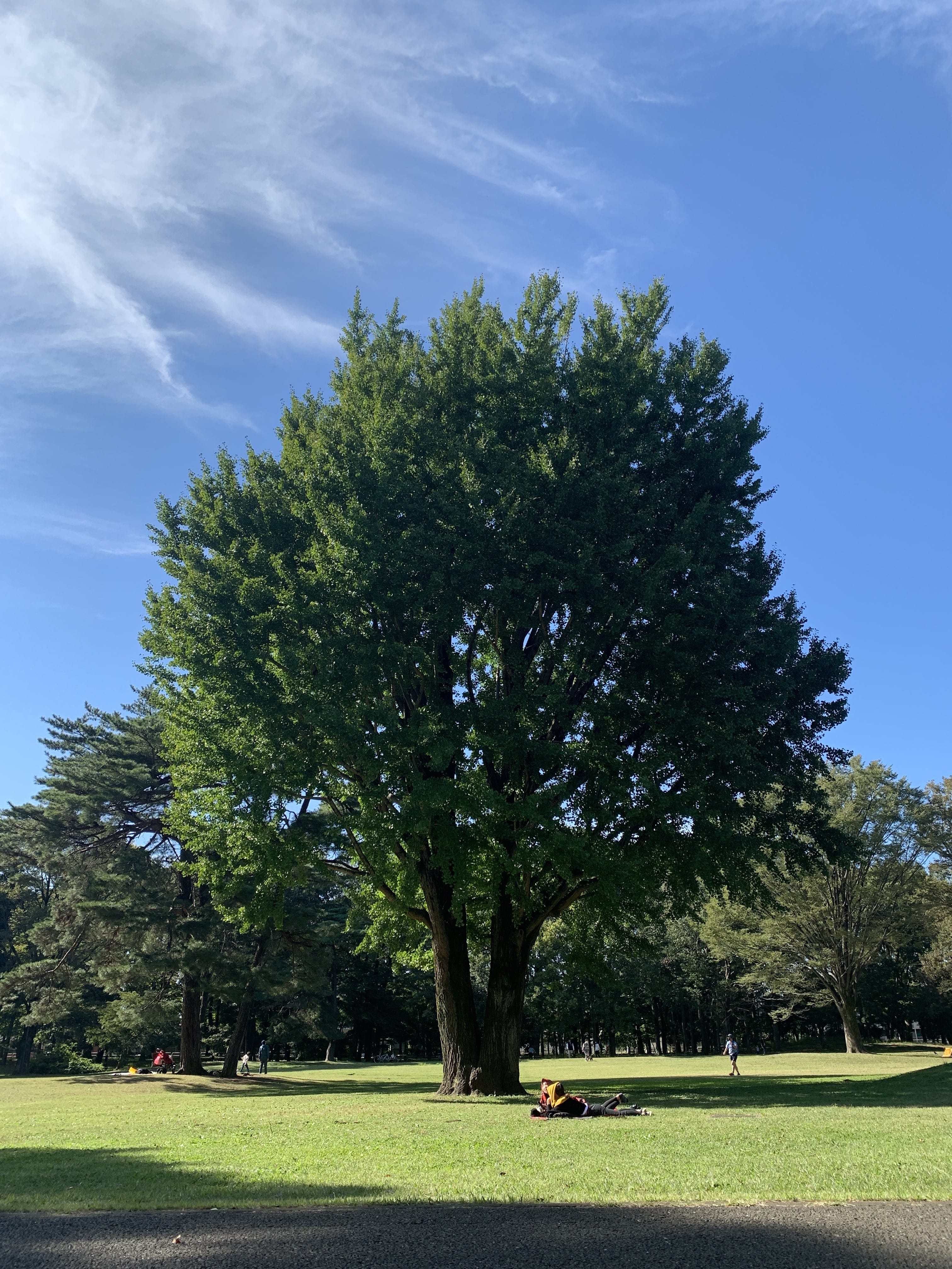 未来の写真家賞三鷹市の公園