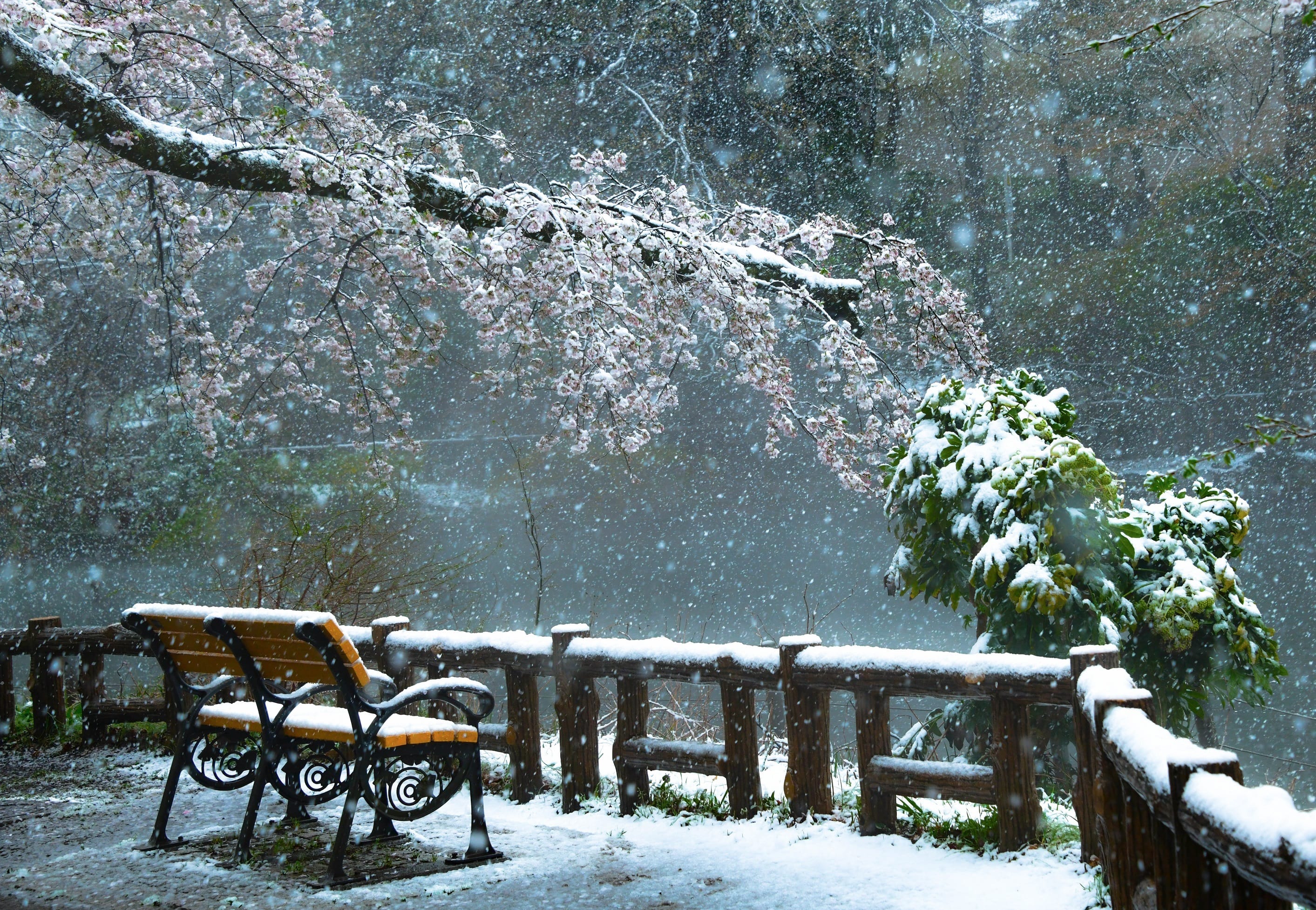 金賞春雪の朝