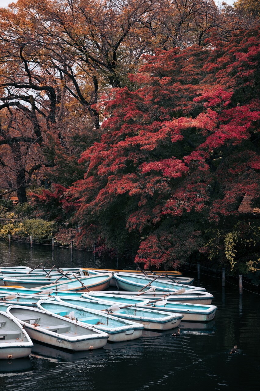 未来の写真家賞 秋深く