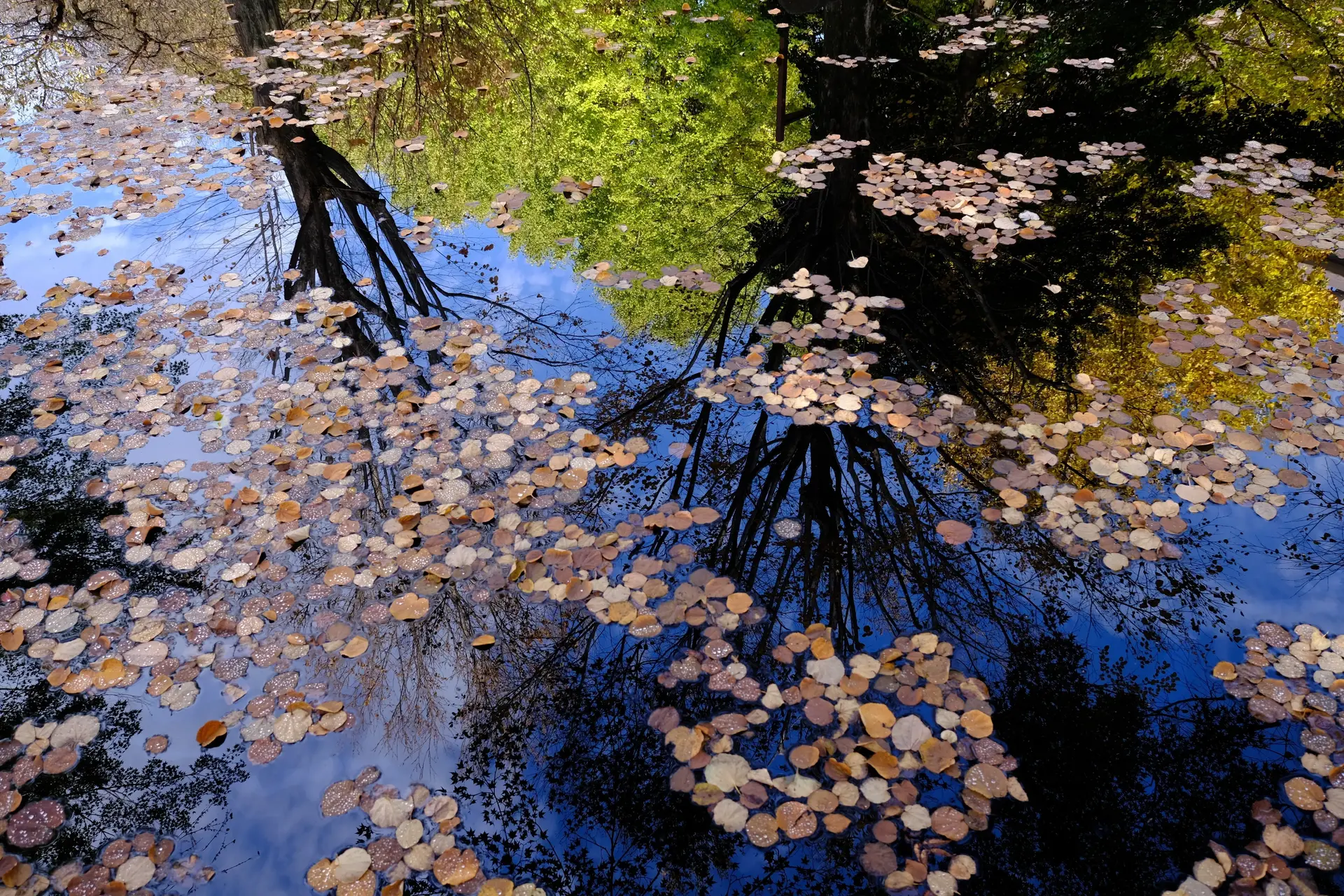 ナイスショットで賞：作品名「水面に巡る秋景色」重田 和豊さんの作品画像