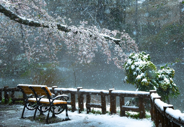「春雪の朝」内田 一成さん（2020年）撮影場所：井の頭公園