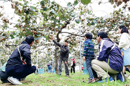 三鷹特産キウイフルーツの収穫作業を学ぶ会の様子