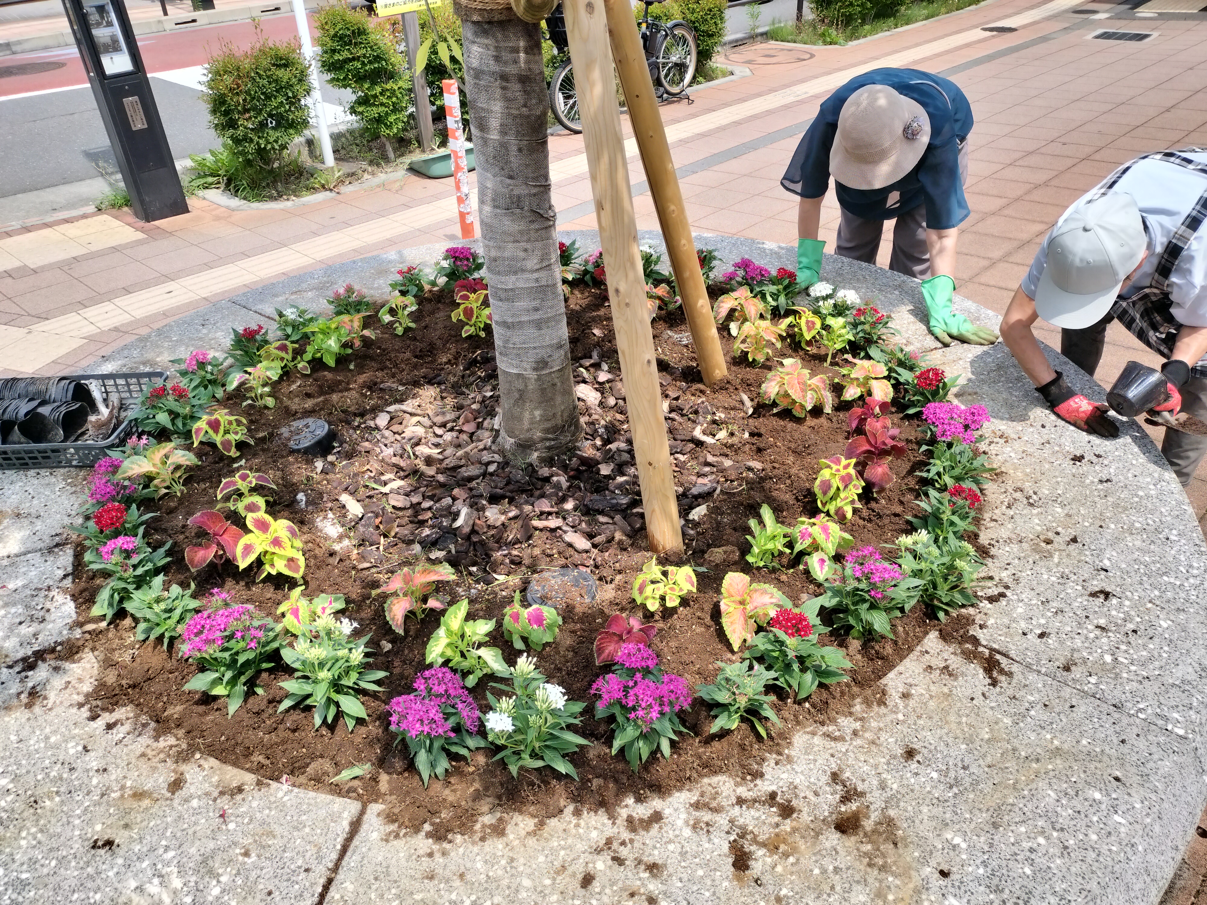 ツリーサークル