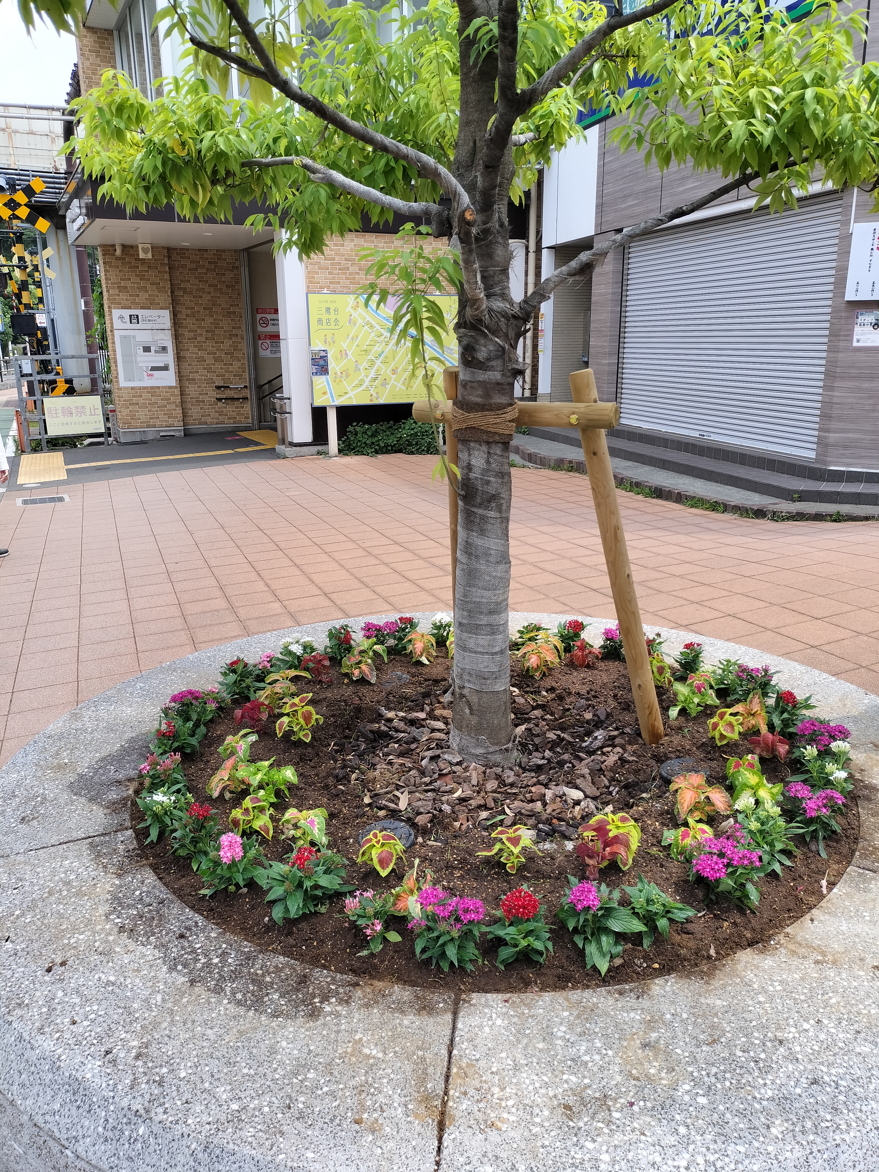 ツリーサークル