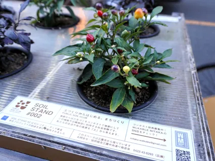 苗木 苗木